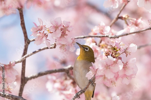 Fototapeta 満開の河津桜の中で休むメジロ