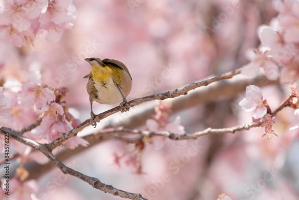 Fototapeta 満開の河津桜と戯れるメジロ