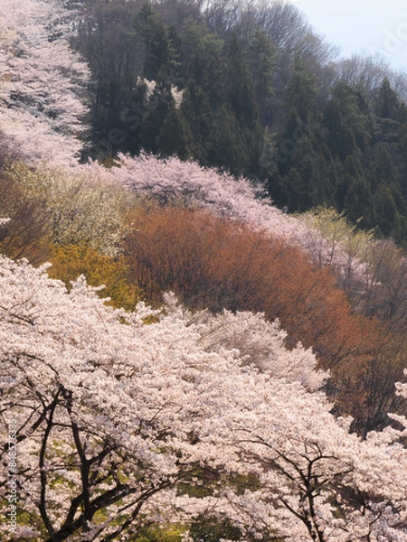 Fototapeta 山に咲く山桜