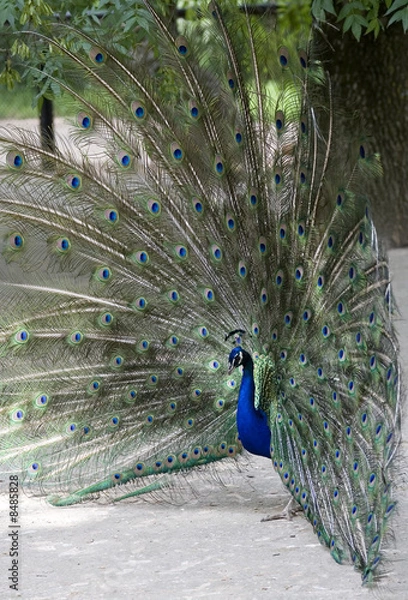 Obraz peacock with a tail