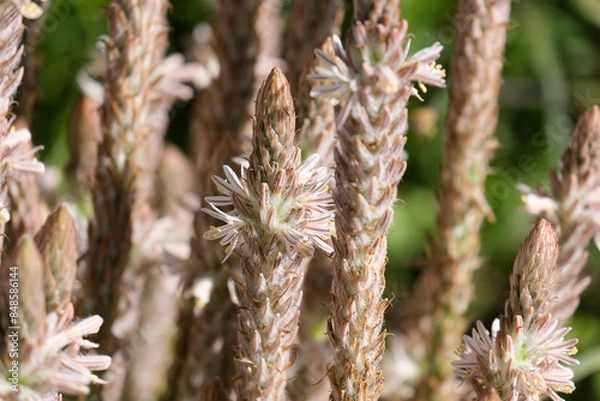 Fototapeta Flowering perennial geophyte Trachyandra falcata (lat. - Trachyandra falcata)
