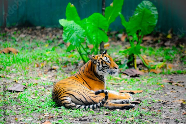 Obraz Harimau Malaya or Malayan Tiger