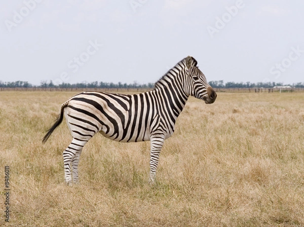 Obraz zebra