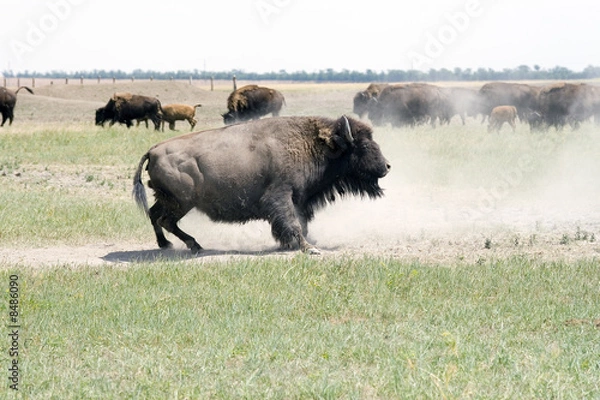 Obraz Bison