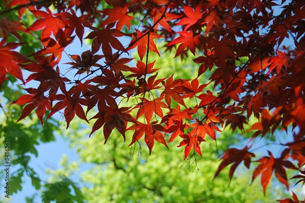 Obraz czerwony liść