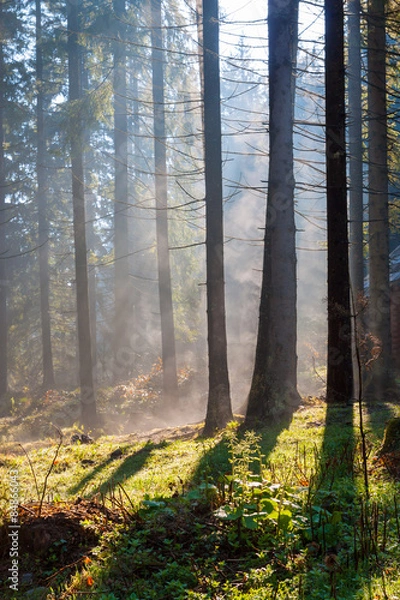 Fototapeta Misty sunny morning in the coniferous forest.