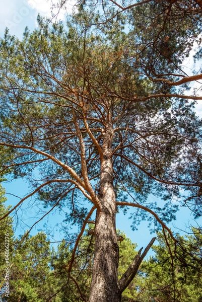 Fototapeta Looking up through pine tree canopy.