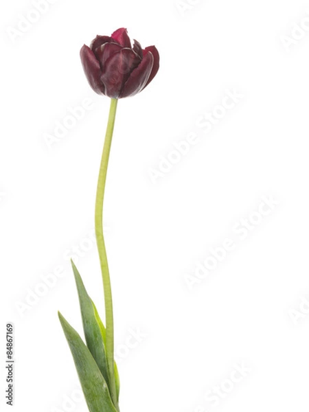 Obraz beautiful dark red tulip