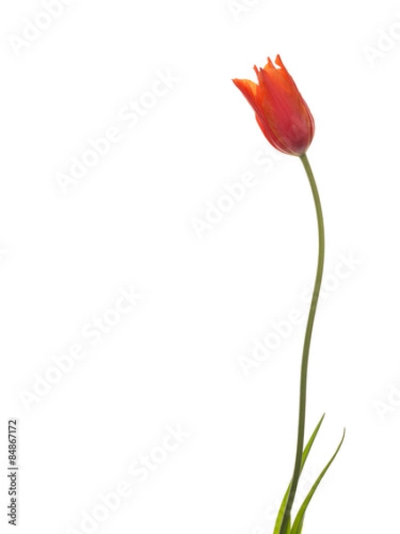 Obraz beautiful delicate flower tulip