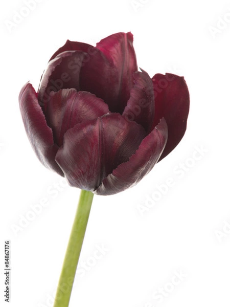 Obraz beautiful tulip flower