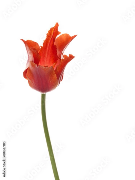 Obraz Fragile red tulip flower