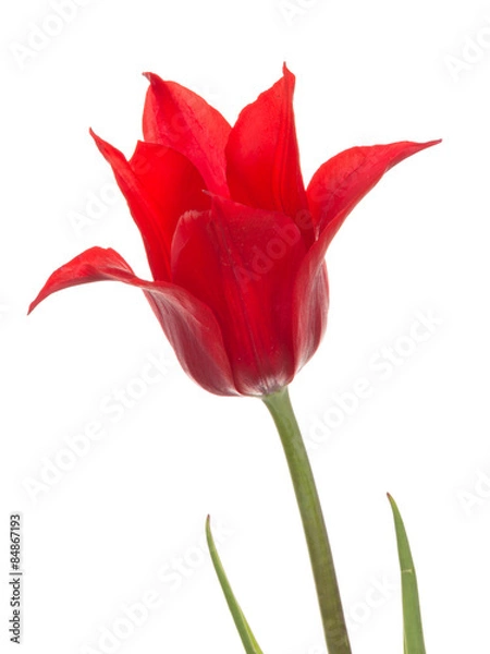 Obraz liliales red tulip