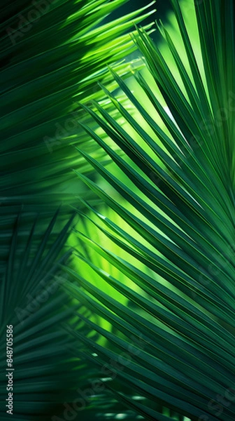 Fototapeta Close up of green leaves of palm tree