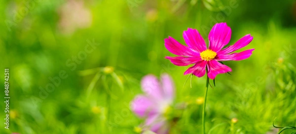 Obraz Closeup of dark pink Cosmos flower under sunlight with green leaf nature background and copy space using as natural plants landscape, ecology wallpaper cover page concept.