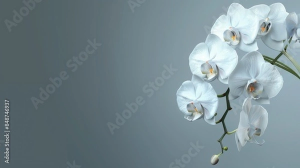 Obraz Elegant white orchid Radiance on gray background for versatile designs