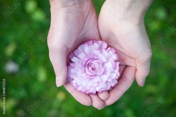 Fototapeta Hands holding a flower