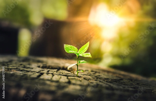 Fototapeta New Life concept with seedling growing sprout (tree). business development symbolic. A strong seedling growing in the stumps. Concept of building a future focus on new life. hope, freedom, life.