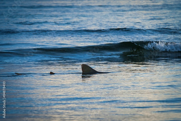 Fototapeta Fin of a shark in the high sea