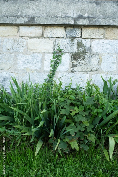 Fototapeta ivy and grass on wall