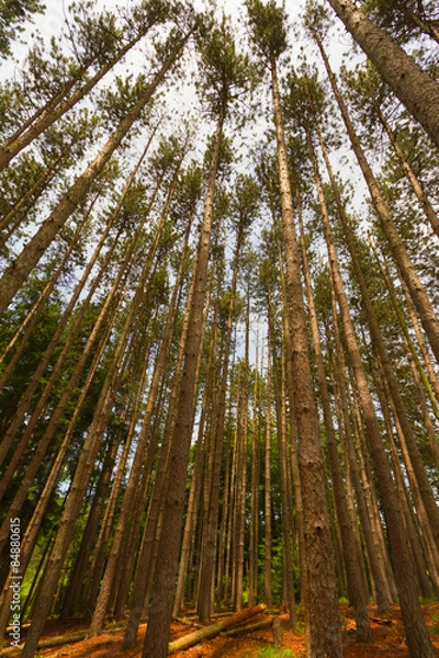 Fototapeta Tree landscape.