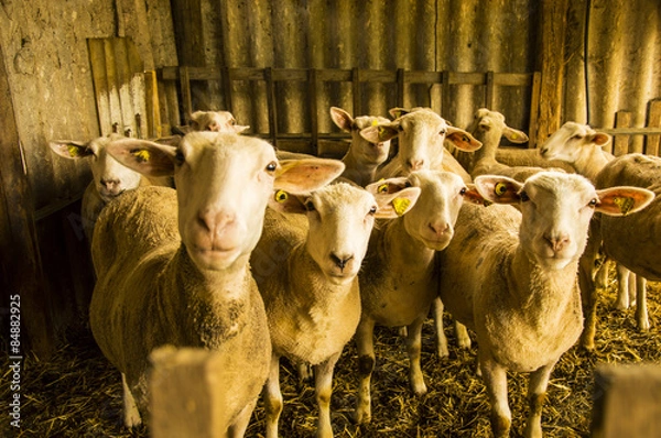 Obraz Pecore attente!