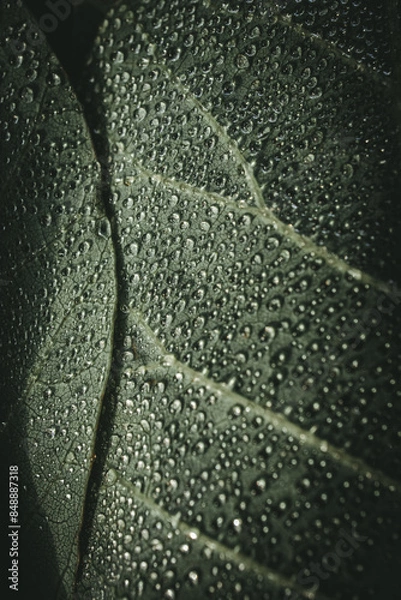 Fototapeta Leaf with dew drops