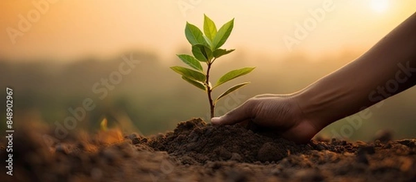 Fototapeta Care for a small coffee tree sapling by hand against a serene natural evening background with copy space image