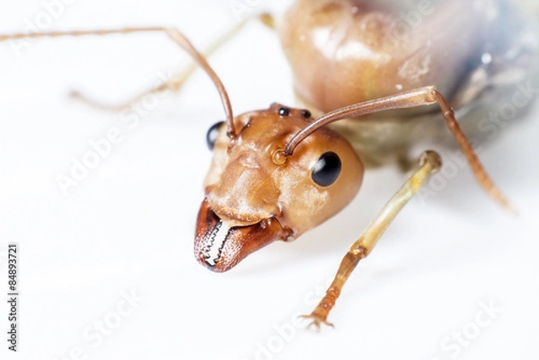 Fototapeta The queen ant