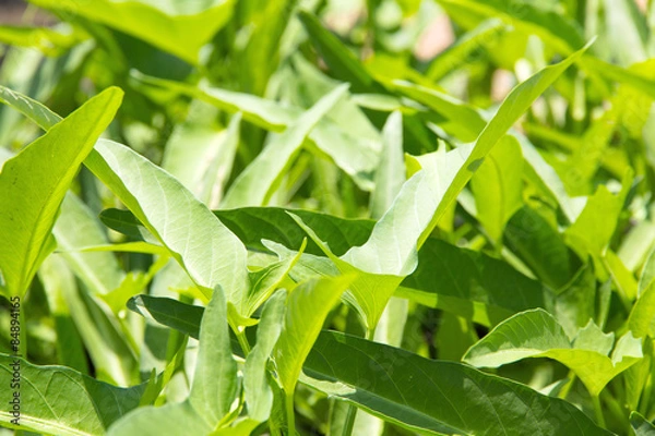 Fototapeta close up of morning glory leaf