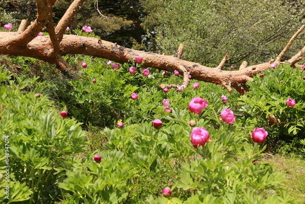 Obraz Pivoines de Greolières