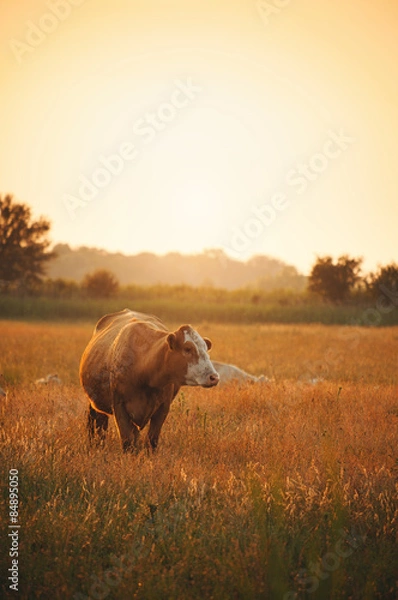 Fototapeta Cows on pasture