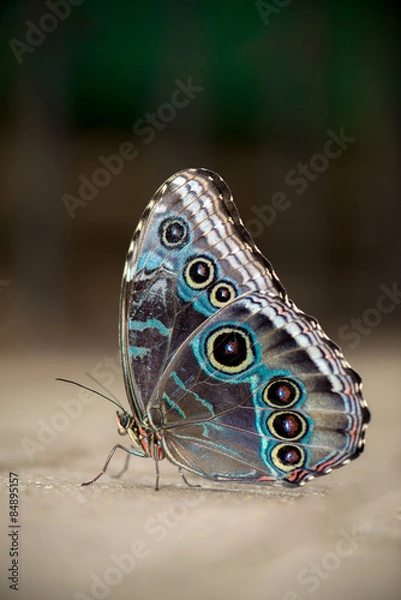 Obraz Male Blue Morpho