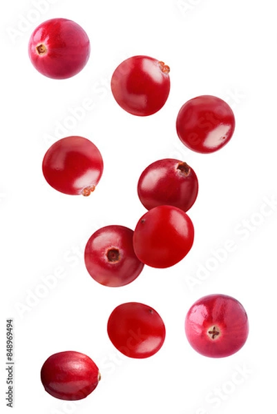 Obraz Fresh Red Cranberries Falling on a transparent background.