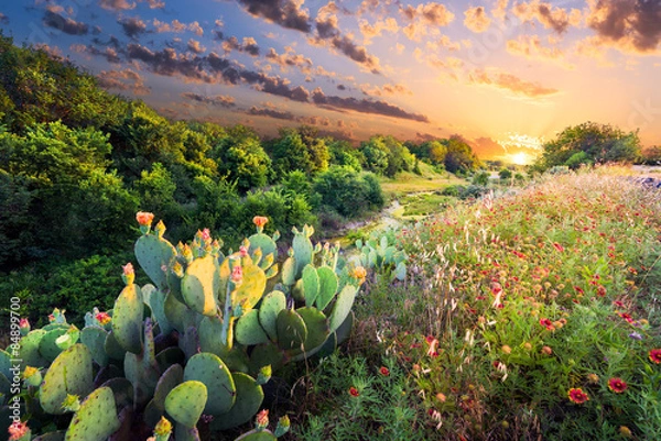 Obraz Cactus and Wildflowers at Sunset