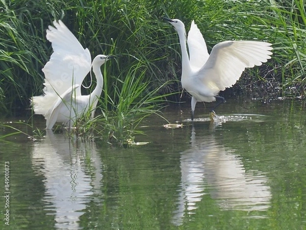 Obraz 土器川の白鷺　香川県丸亀市7
