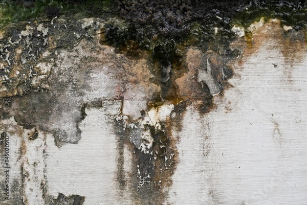 Fototapeta Wall surface suffering from humidity with cracked paint and mold, damage to damp wall