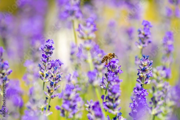 Fototapeta Spring lavender flowers under sunlight. Bees pollinate flowers and collect pollen. Lavender honey. Beautiful landscape of nature with a panoramic view. Hi spring. long banner