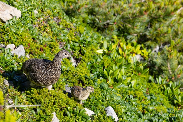 Obraz 雷鳥の親子