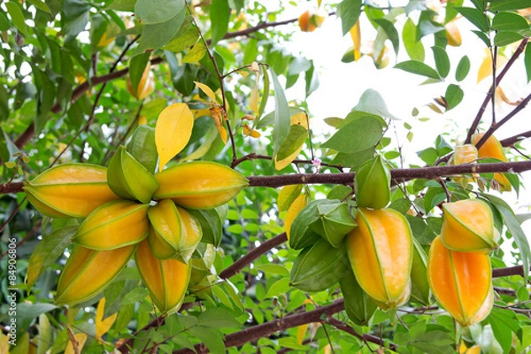 Obraz Star apple fruit on the tree