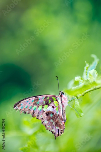 Fototapeta Tailed Jay