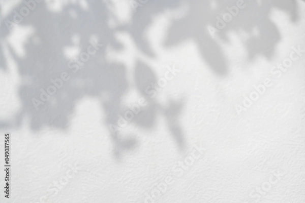 Obraz 白い壁に植物の影