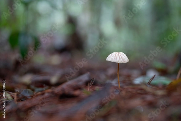Obraz Mushrooms in Tropical Rainforest for Nature Background.