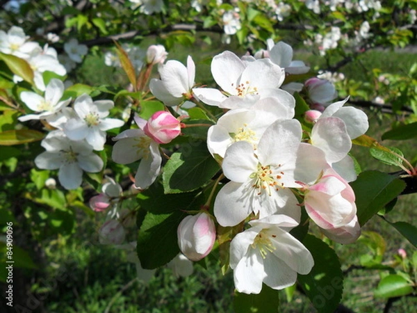 Obraz Kwiat jabłoni