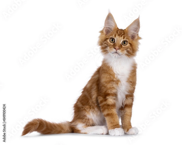 Fototapeta Curious red with white Maine Coon cat kitten, sitting up side ways. Looking straight to camera. Isolated on a white background.