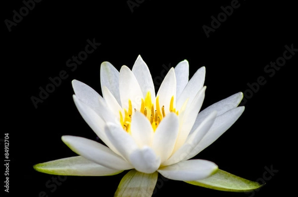 Obraz white lotus