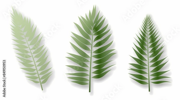 Obraz Realistic transparent shadow from a leaf of a palm tree on the white background. Tropical leaves shadow. Mockup with palm leaves shadow.
