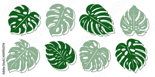 Fototapeta Duże liście monstery. Zestaw egzotycznych liści oraz obrysy. Wektorowe elementy do wykorzystania w różnych projektach.