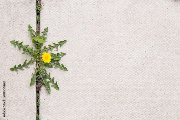 Obraz dandelion weed growing in the cracks between patio stones