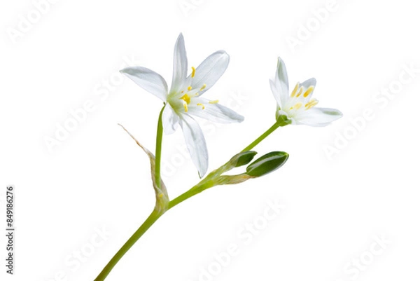 Obraz white flower with 6 petals in the shape of a lily, isolated on a white background