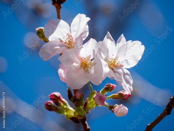 Obraz 染井吉野の花